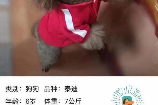 公狗名字精选：你绝对没见过的创意名字