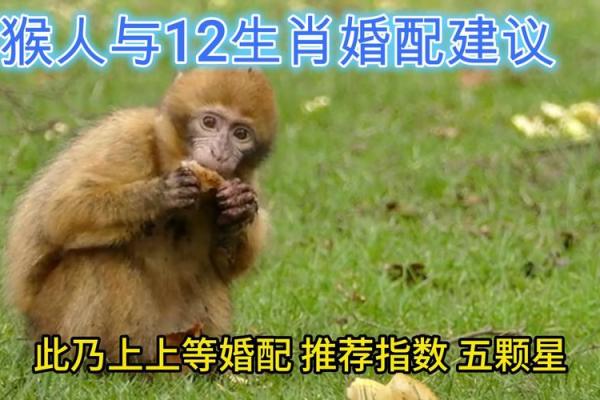 生肖相冲？揭秘属马与属猴的完美匹配