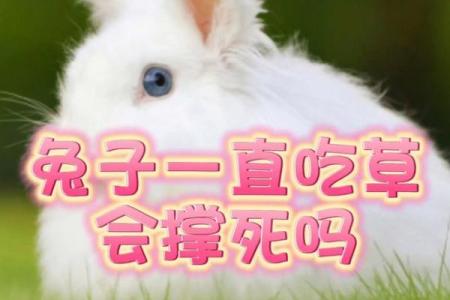 兔子命是啥意思？揭秘兔子命背后的惊人真相