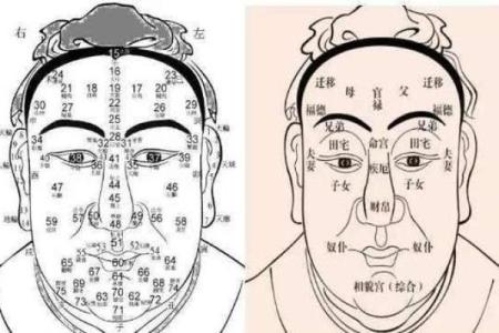 天纹面相揭秘：财运亨通的秘密面相特征