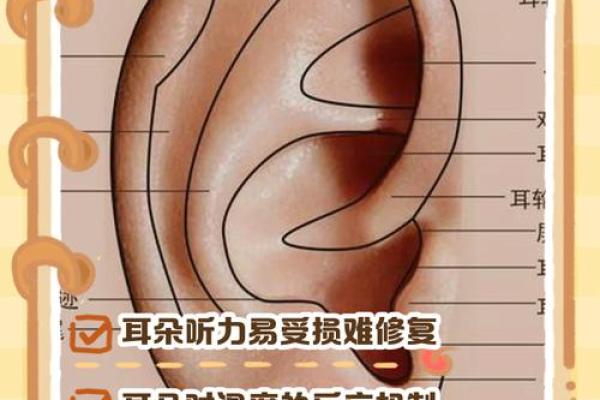 面相奥秘：耳朵看不见，却能泄露你的命运秘密