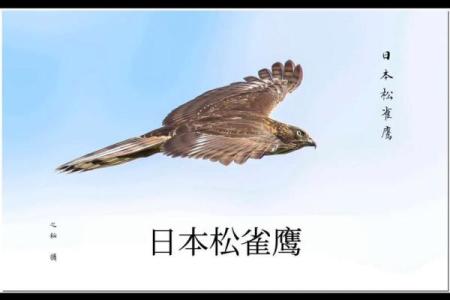 独特鹰名大揭秘，轻松为你的鹰命名