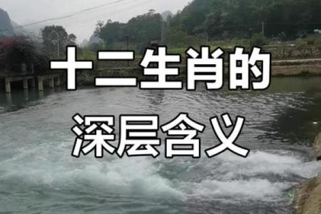 智慧生肖，揭秘十二生肖背后的智慧密码