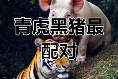 天生一对，属性相配