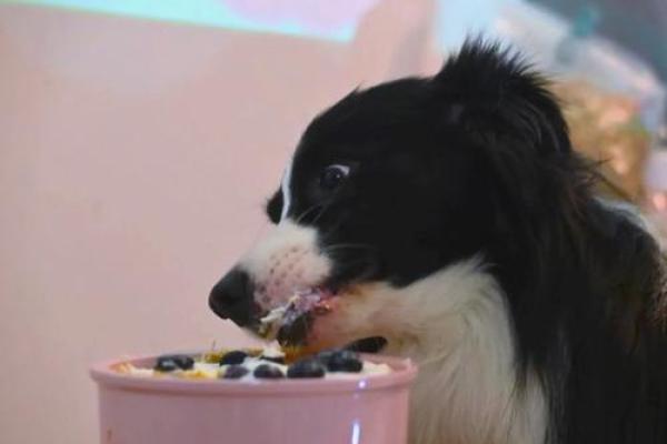 狗性相吸：揭秘最佳伴侣法则