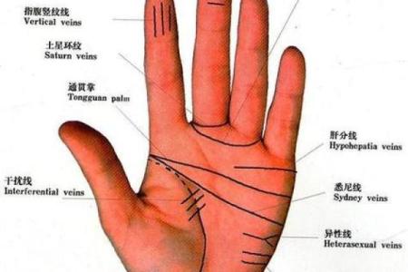 手相图解大全揭秘，包饺子也能看运势