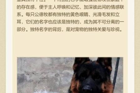 养殖行业公司起名：如何创造独一无二的品牌名称