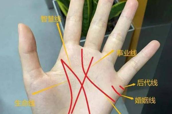手相揭秘：梦见鸽子咬手竟暗示什么？揭秘手相中的神秘预示