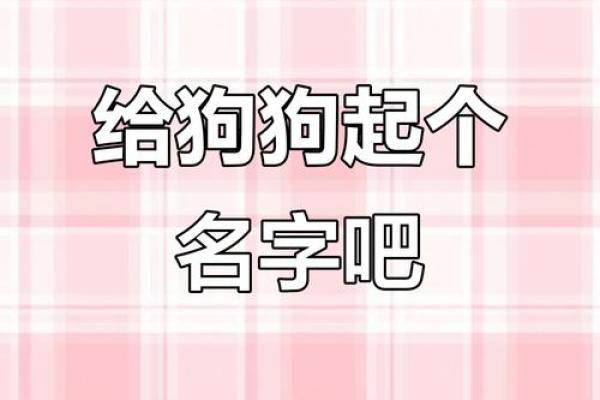 公狗起名技巧：这些名字让你家的狗狗更具魅力