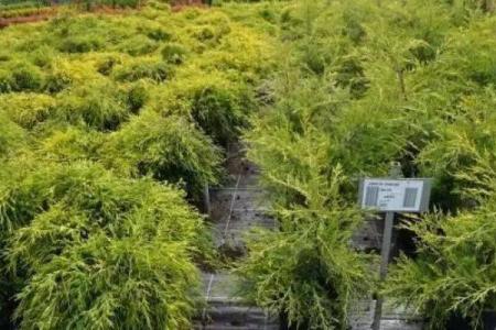 苗圃公司起名大全：打造独特品牌的完美方案