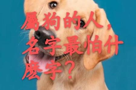 为属狗宝宝取名字，专业推荐和详细解析
