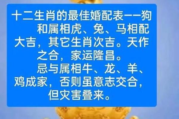 鼠狗天生一对：揭秘属相相配的秘密