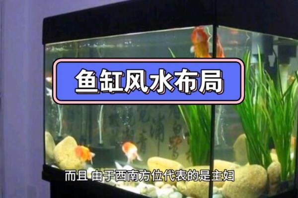 家居风水秘籍：鱼缸摆放，财运滚滚，福星高照