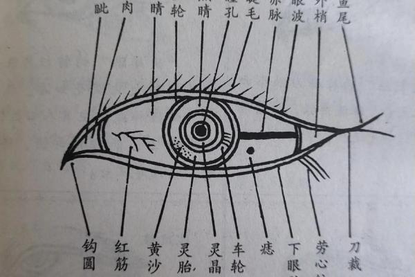 眼睛在面相中的深层含义与命运解析