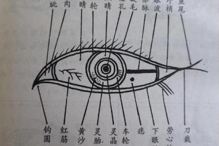 眼睛在面相中的深层含义与命运解析