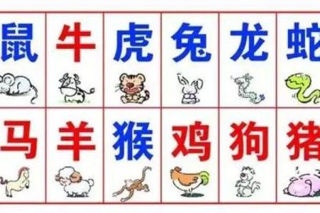 九牛一毛，生肖运势揭秘
