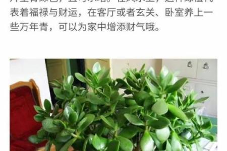风水秘术：揭秘家居风水中木龙的风水奥秘，助你财运亨通