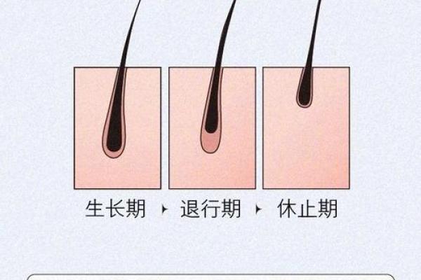 面相揭秘：头发长短决定命运，揭秘你的毛发密码
