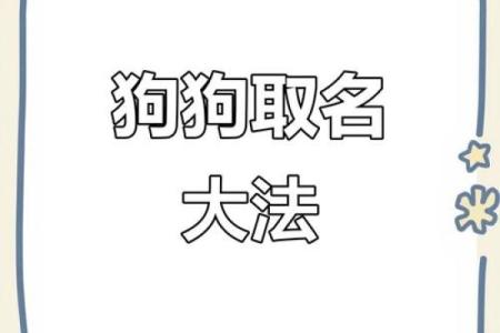可爱狗狗名字，精选大全给你灵感