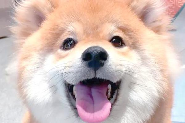 属狗宝宝必看！这些名字带来好运和幸福