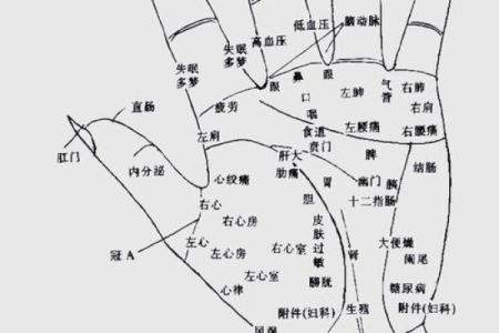 揭秘手相奥秘：一图在手，识人辨性无难事