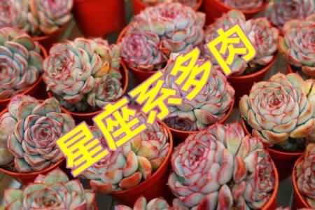 多肉星座养成记：你的星座多肉秘籍大公开