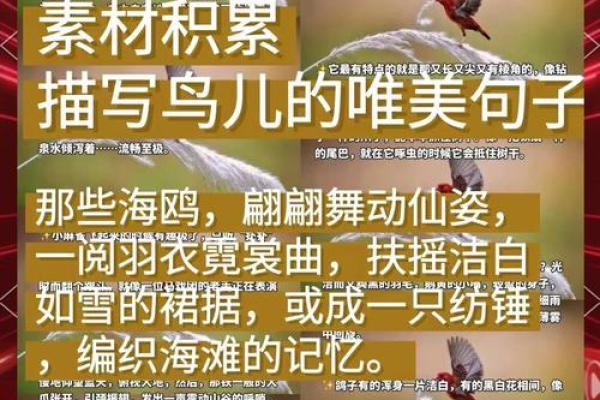 你知道给鸟起名字有哪些有趣的方式吗？这里有灵感