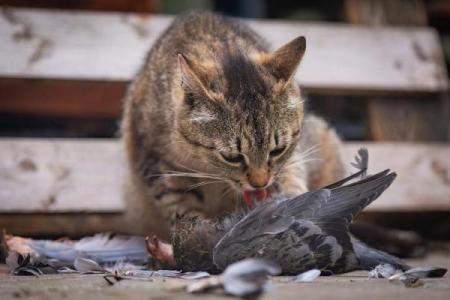 揭秘捕鼠猫面相：如何一眼看出你的运势与财富