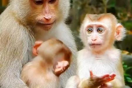 猴龙配对，天生一对的幸运组合