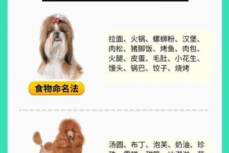 想给狗狗起个可爱名字？这些创意名字必看！