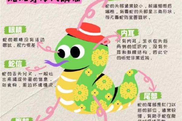 蛇属相大揭秘:揭秘最适合你的另一半 蛇属相大揭秘:揭秘最适合你的另一半