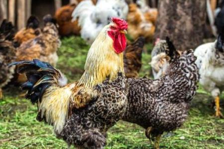 鸡命与事业，共赢未来之路