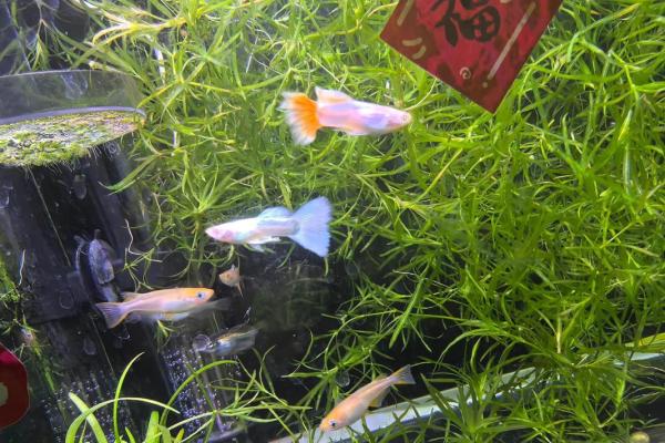 揭秘家居风水秘籍：让你的生活如鱼得水