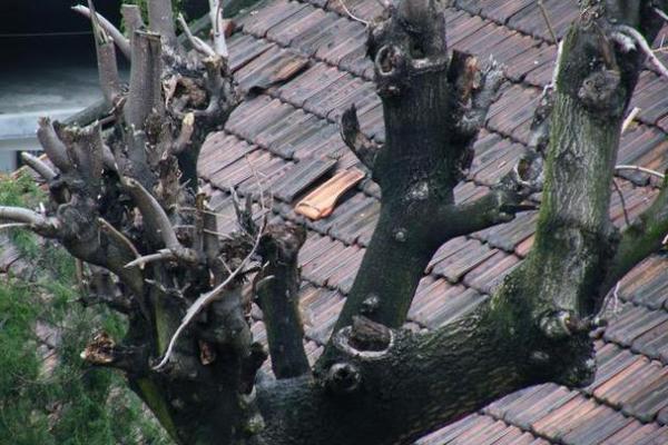 东邻医院，揭秘小区风水之谜