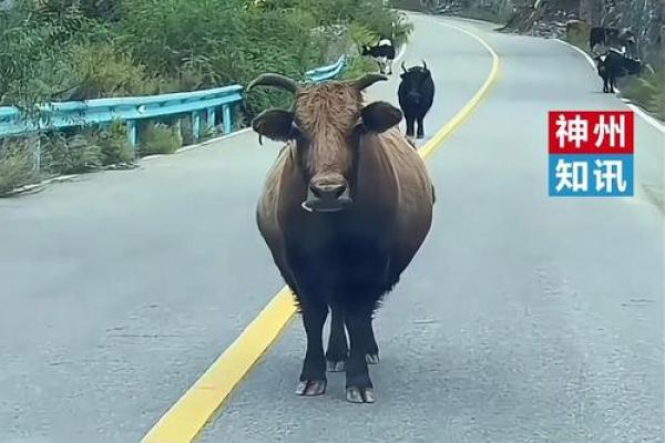 马与牛,跨界组合,竟如此和谐? 马与牛,跨界组合,竟如此和谐?