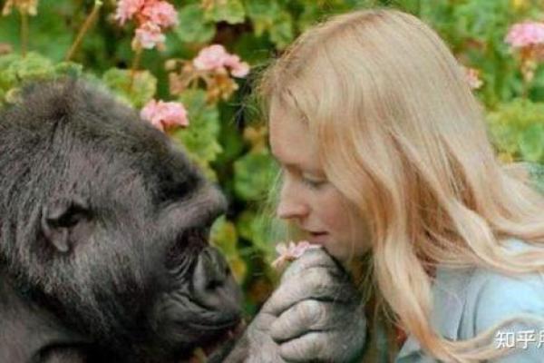 猪狗恋：跨越物种的爱情奇缘