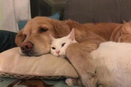 猪狗恋：跨越物种的爱情奇缘