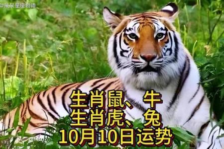 生肖大揭秘：飞猜生肖，谁是下一个幸运儿？