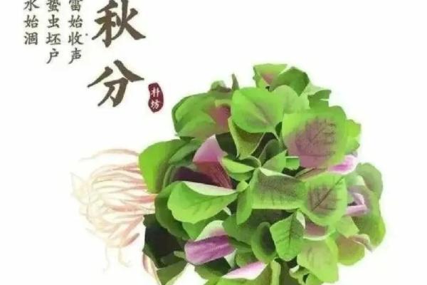 秋分习俗大盘点：传统与创新的完美融合