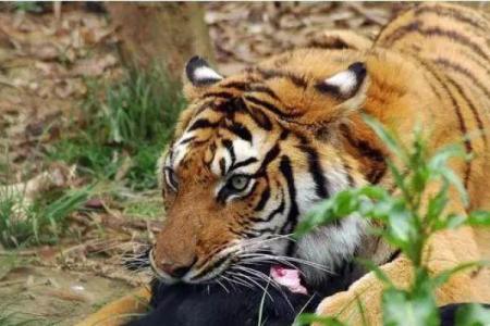 惊艳组合女虎男牛，天生一对？