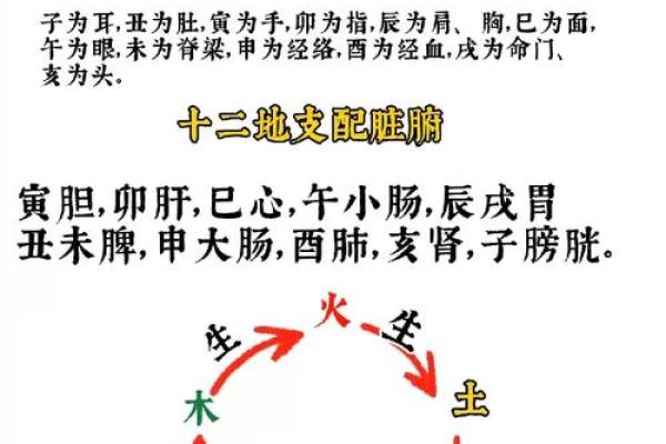 掌握地支天干读音，轻松记住不再难