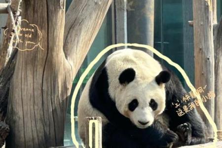 揭秘奇特动物节：全球独一无二的民俗庆典大赏