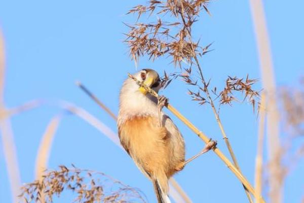 给鸟取名字,送给它最特别的称号 给鸟取名字,送给它最特别的称号