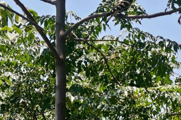 给鸟取名字,送给它最特别的称号 给鸟取名字,送给它最特别的称号