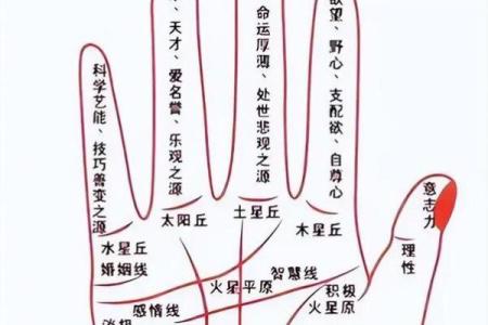 一掌定乾坤：揭秘男人手相的神奇奥秘
