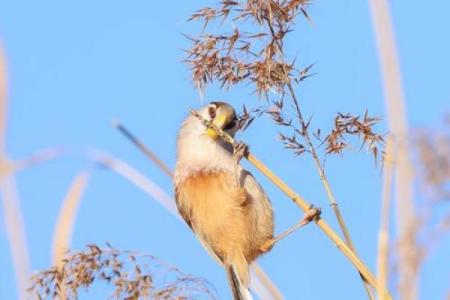 给鸟取名字，送给它最特别的称号