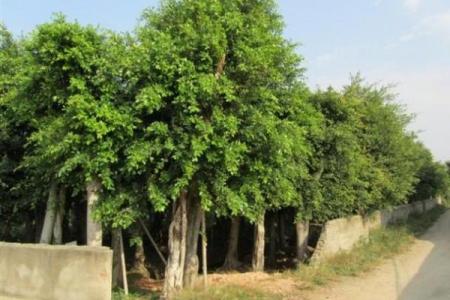 为什么榕字属于五行中的这个属性？