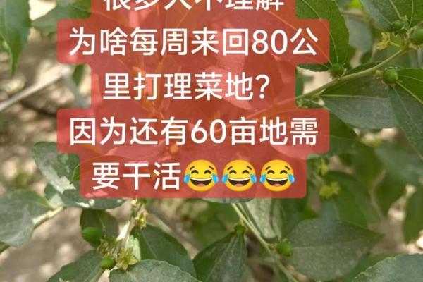 揭秘田园土命:你的命中注定田园生活? 揭秘田园土命:你的命中注定田园生活?