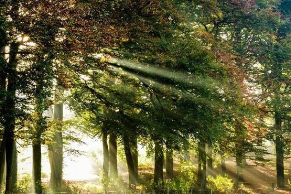 八字木命：揭秘生命之源，绿色能量助力人生