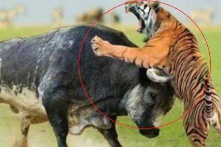 虎牛相配，魅力无限